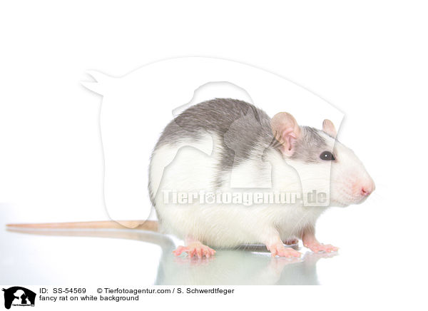 fancy rat on white background / SS-54569
