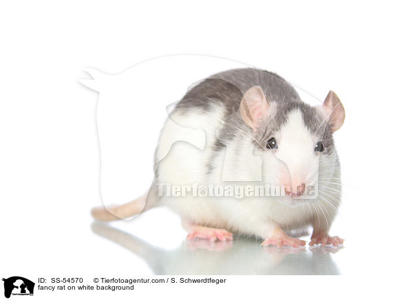 fancy rat on white background / SS-54570