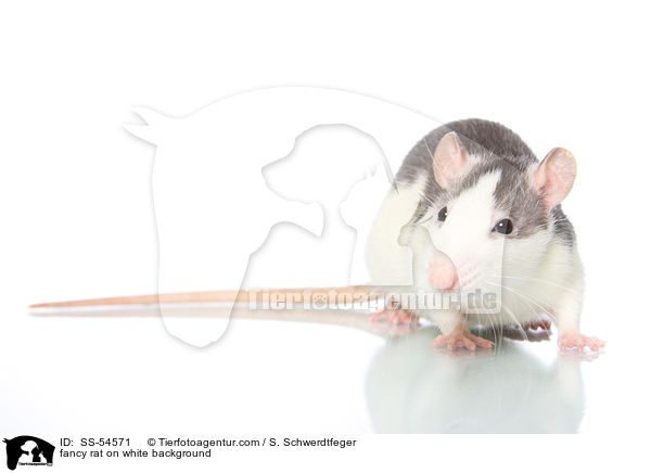 fancy rat on white background / SS-54571