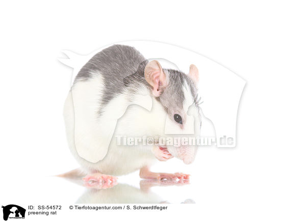 Ratte putzt sich / preening rat / SS-54572
