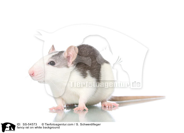 fancy rat on white background / SS-54573