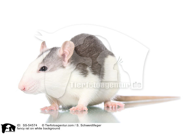 fancy rat on white background / SS-54574