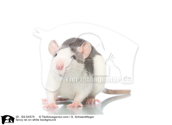 fancy rat on white background / SS-54575
