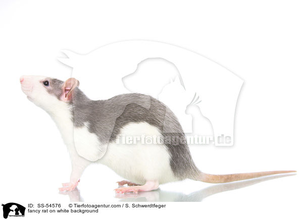 fancy rat on white background / SS-54576
