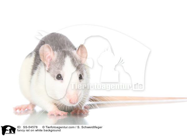 fancy rat on white background / SS-54578