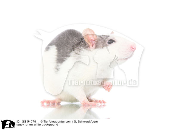 fancy rat on white background / SS-54579