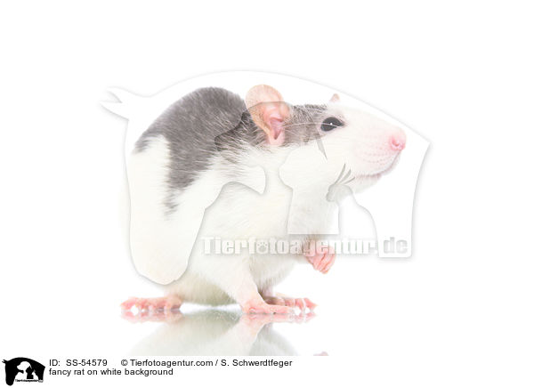 Farbratte auf weiem Hintergrund / fancy rat on white background / SS-54579