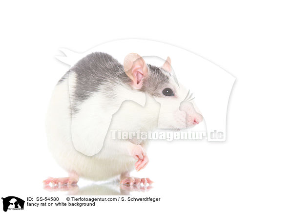 fancy rat on white background / SS-54580
