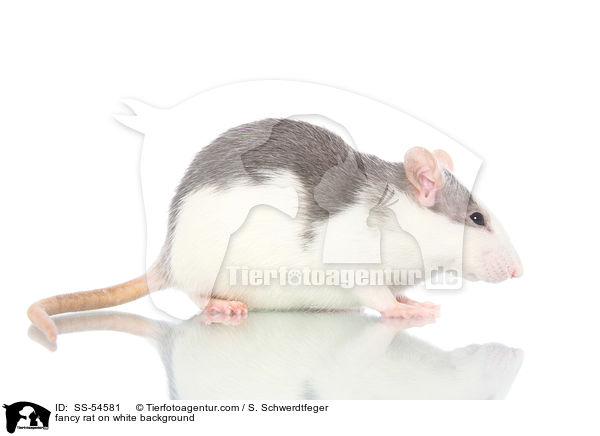 fancy rat on white background / SS-54581
