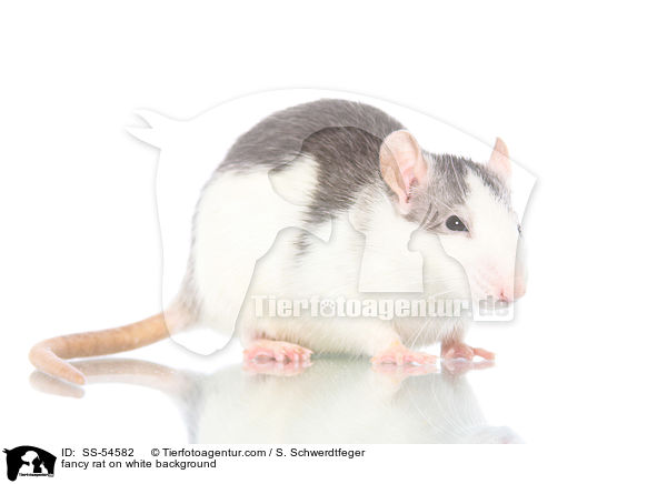 fancy rat on white background / SS-54582