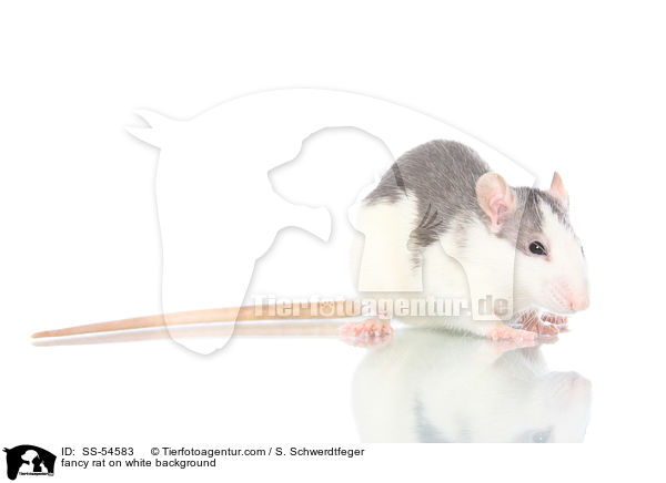 fancy rat on white background / SS-54583