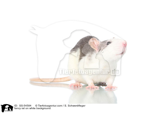 fancy rat on white background / SS-54584