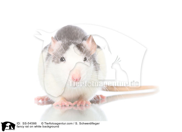 fancy rat on white background / SS-54586
