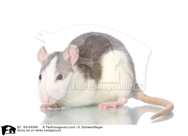 Farbratte auf weiem Hintergrund / fancy rat on white background / SS-54588