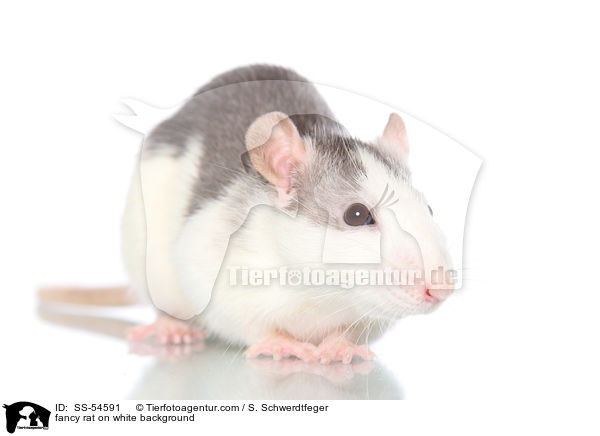 fancy rat on white background / SS-54591