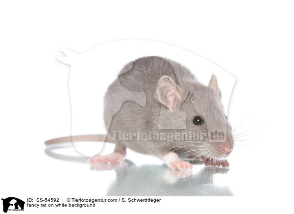 fancy rat on white background / SS-54592