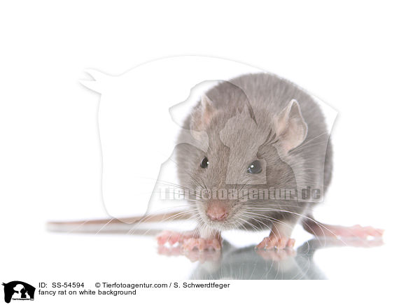 fancy rat on white background / SS-54594