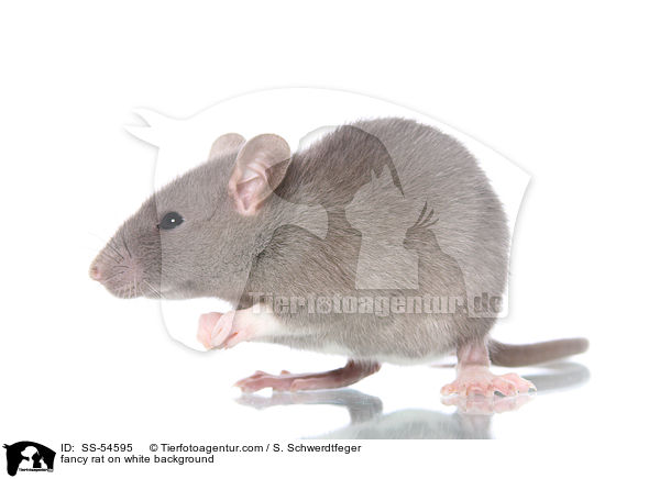 fancy rat on white background / SS-54595