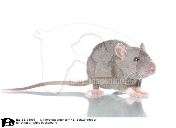 fancy rat on white background / SS-54598