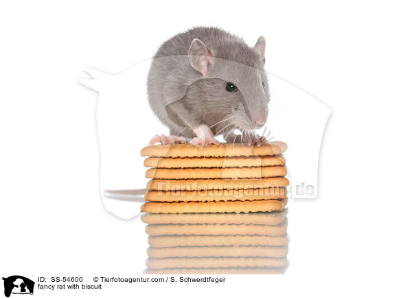 Farbratte mit Keks / fancy rat with biscuit / SS-54600