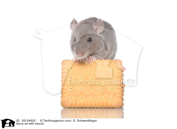 fancy rat with biscuit / SS-54602