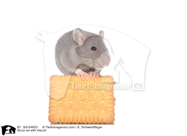 Farbratte mit Keks / fancy rat with biscuit / SS-54603