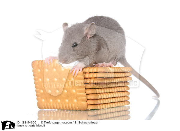fancy rat eats biscuit / SS-54606