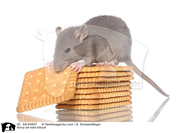 fancy rat eats biscuit / SS-54607