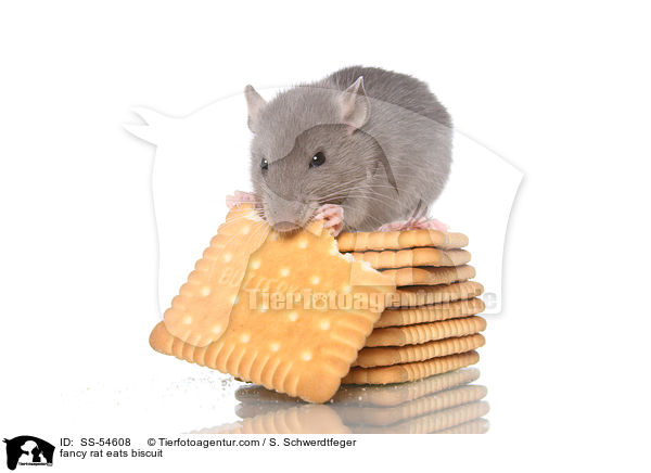 fancy rat eats biscuit / SS-54608