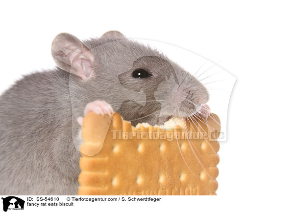 Farbratte frisst Keks / fancy rat eats biscuit / SS-54610