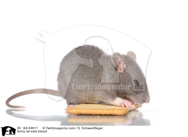 fancy rat eats biscuit / SS-54611