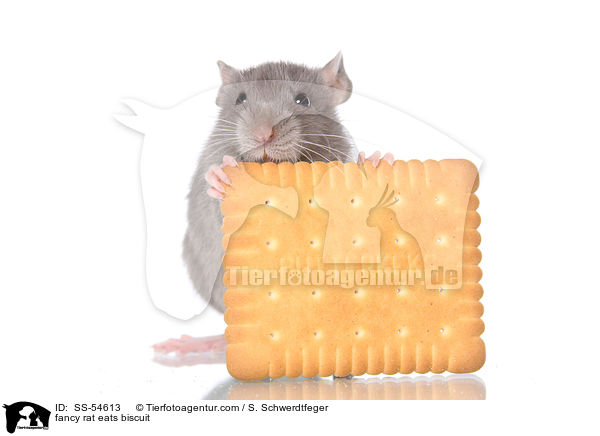 Farbratte frisst Keks / fancy rat eats biscuit / SS-54613