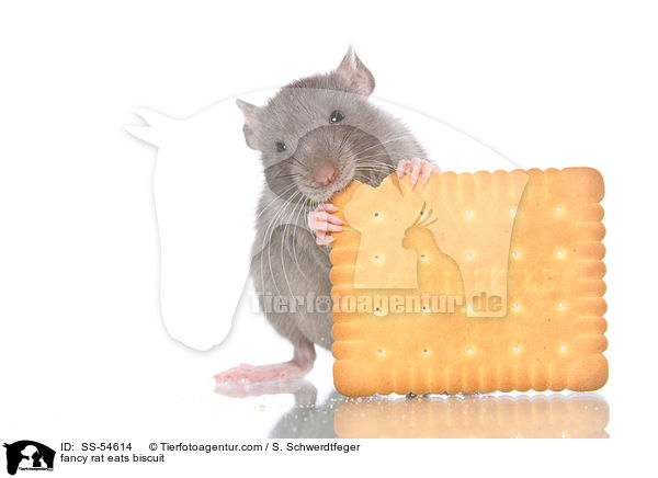 fancy rat eats biscuit / SS-54614
