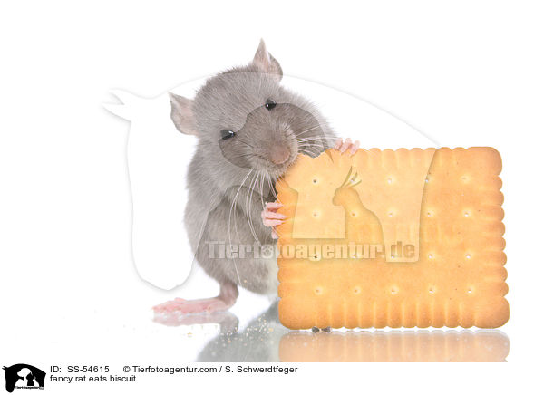 fancy rat eats biscuit / SS-54615