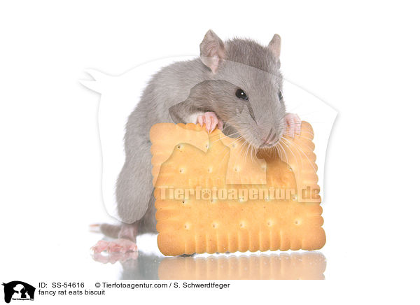 fancy rat eats biscuit / SS-54616