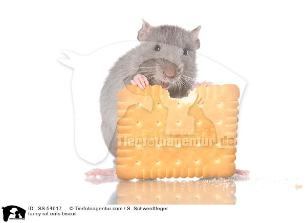 fancy rat eats biscuit / SS-54617