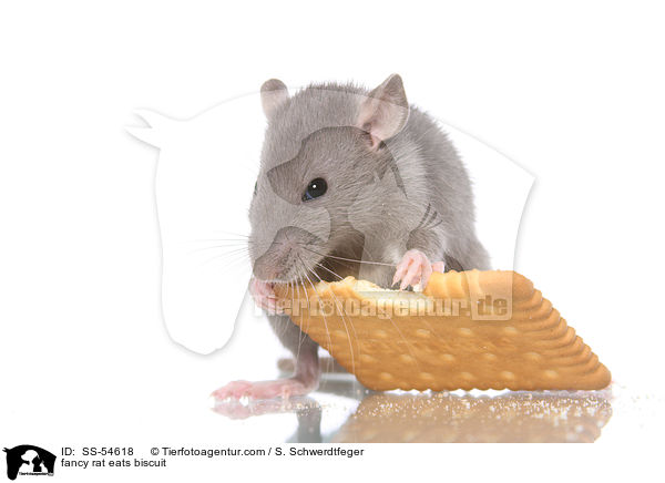 fancy rat eats biscuit / SS-54618