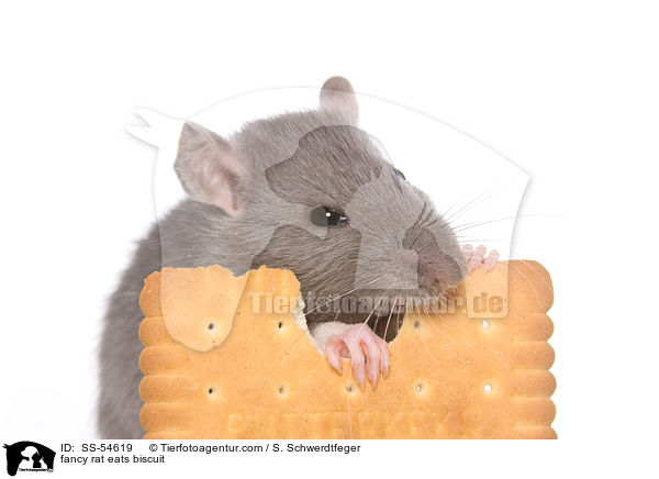 fancy rat eats biscuit / SS-54619