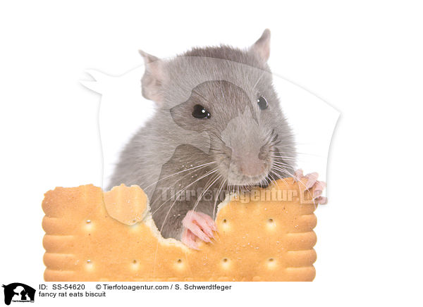 fancy rat eats biscuit / SS-54620
