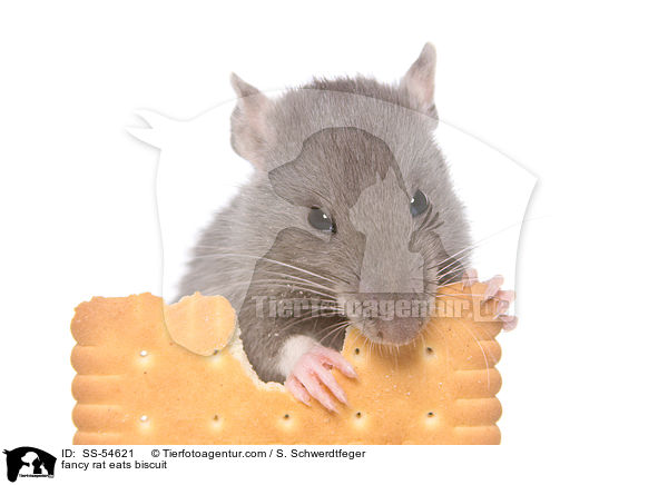 Farbratte frisst Keks / fancy rat eats biscuit / SS-54621