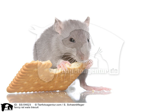 fancy rat eats biscuit / SS-54623