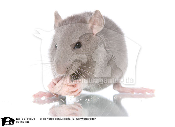 fressende Ratte / eating rat / SS-54626
