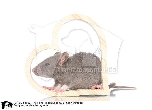 fancy rat on white background / SS-54632