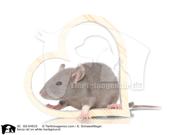 fancy rat on white background / SS-54633