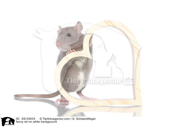 fancy rat on white background / SS-54634