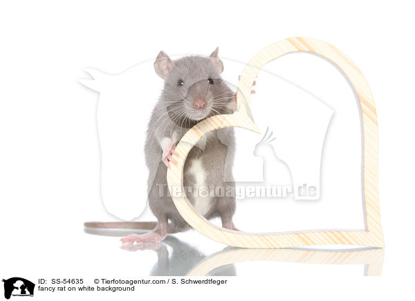 Farbratte auf weiem Hintergrund / fancy rat on white background / SS-54635