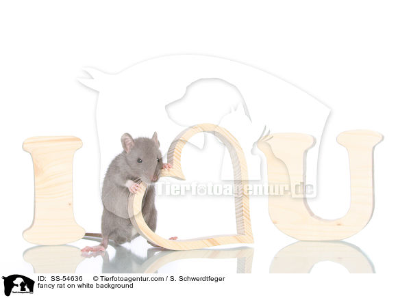 fancy rat on white background / SS-54636