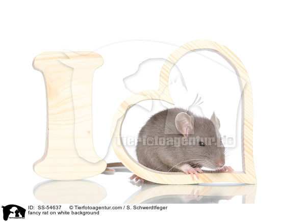 fancy rat on white background / SS-54637