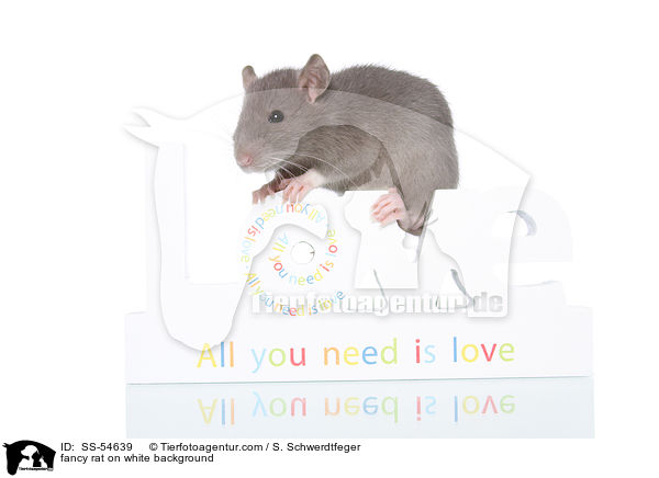 fancy rat on white background / SS-54639