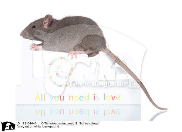 fancy rat on white background / SS-54640